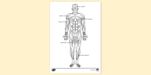 Free Muscular Systems Labelled Colouring Colouring Sheets