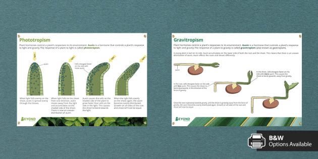 Plant Tropism Responses Information Posters (teacher Made)