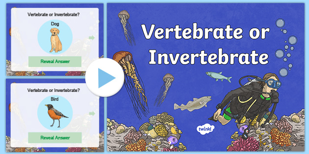Vertebrate or Invertebrate KS2 PowerPoint (teacher made)
