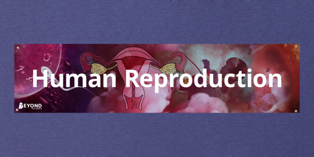 download boards and beyond videos reproductive
