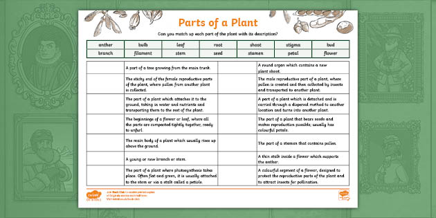 Parts of a Plant KS2 Activity Sheet