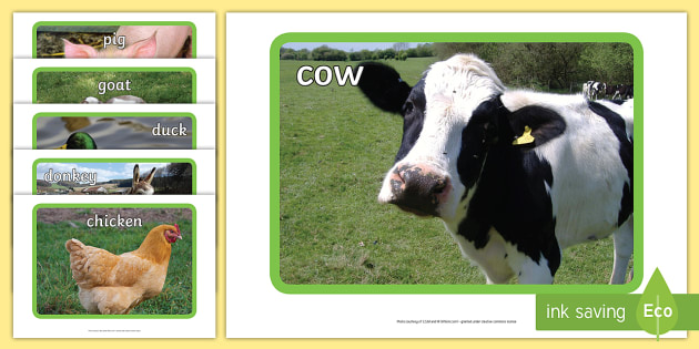 Farm Display Photos - The Animals On The Farm - KS1