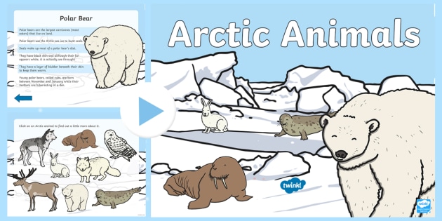 Winter Arctic Animals PowerPoint — North Pole - Twinkl