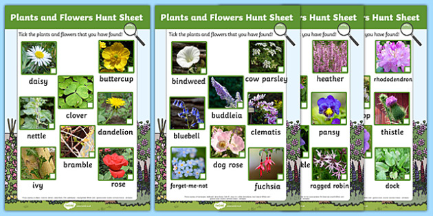 Plants and Flowers Hunt Sheet - Plants hunt, flowers hunt