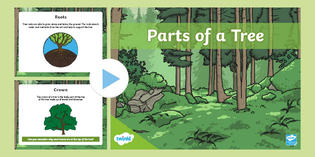 Parts of a Tree Information PowerPoint - Twinkl - KS1