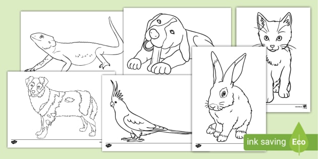 Coloring Book: Animals (A to I)