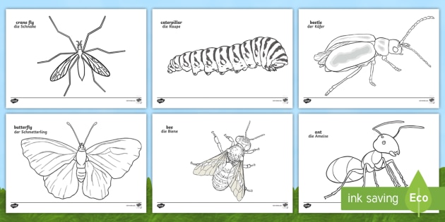 Minibeast Colouring Pages