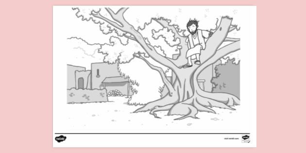 coloring pages of zacchaeus