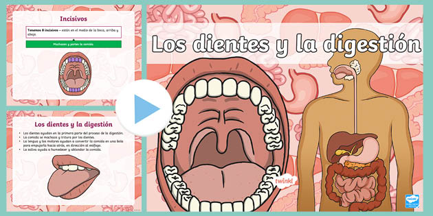 Presentación: Los dientes y la digestión (teacher made)