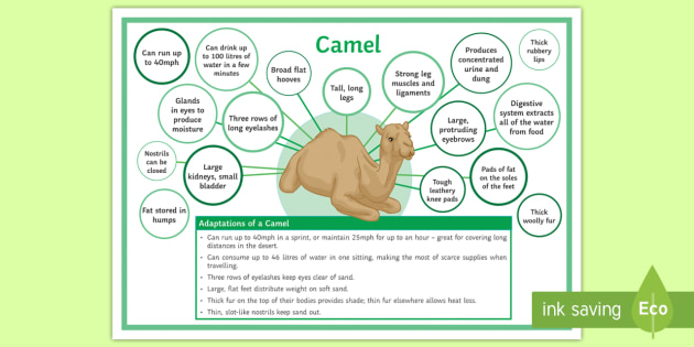 Adaptations of a Camel Display Poster (teacher made)