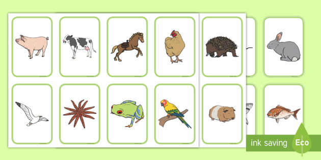 Junior Primary Word Association Animal Cards (teacher-made)