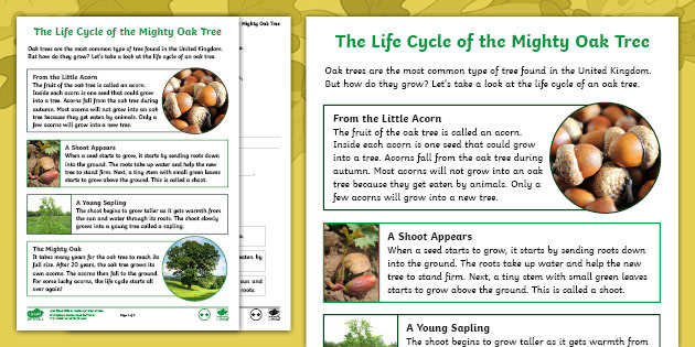 acorn tree life cycle