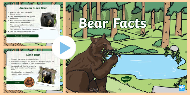 Bears, facts and information