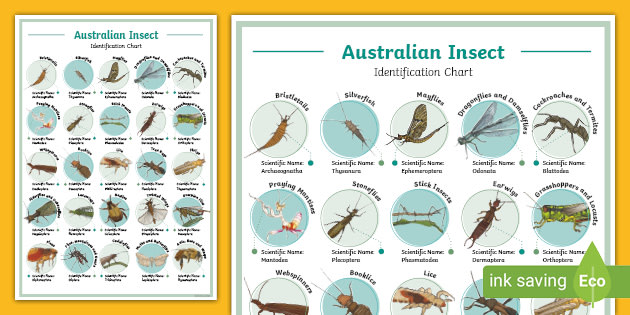 Australian Insect Identification Chart - Primary Science