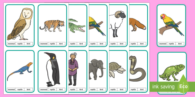 CfE Animal Classification Peg Activity (teacher made) CfE Animal Classification Peg Activity (teacher made)