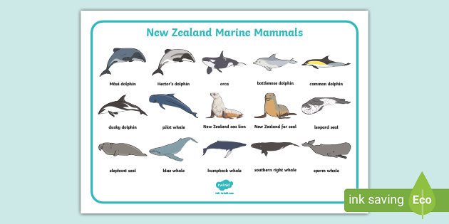 New Zealand Marine Mammals Word Mat