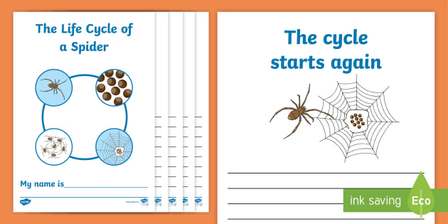 life cycle of a spider for kids