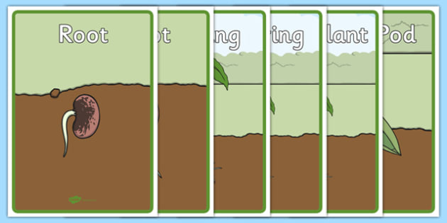 germination of a bean seed timeline