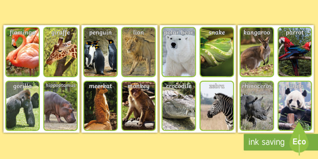 Zoo Animals Photo Flashcards (teacher made) - Twinkl
