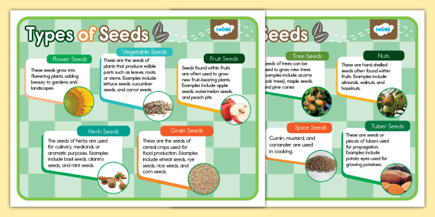 Types of Seeds Posters for K-2nd Grade