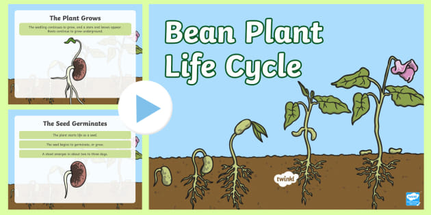 bean plant growth chart