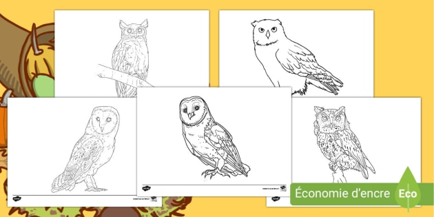 Activite De Coloriage La Chouette Et Le Hibou