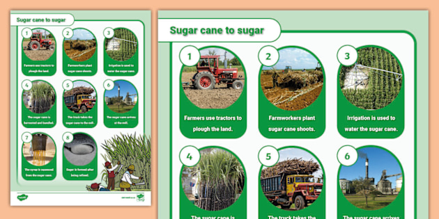 What Are Sugar Canes Used For