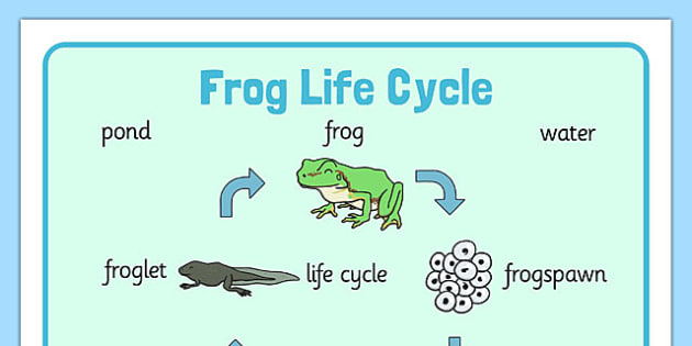 Frog Life Cycle Word Mat (Minibeasts) - Word Mat, Frogspawn