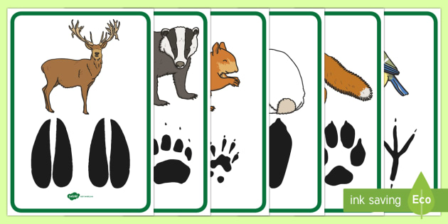 Woodland Animal Footprints Poster Pack (teacher made)