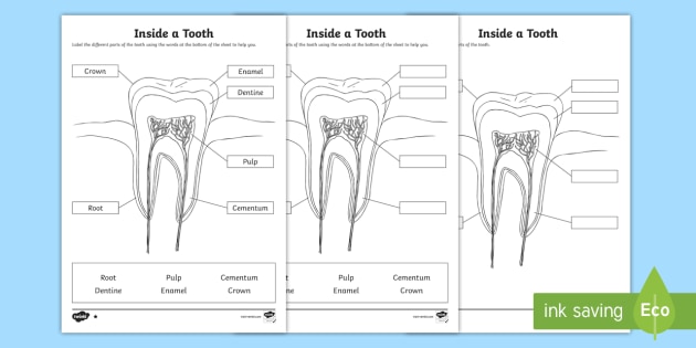 Inside A Tooth Labelling Worksheet Teacher Made