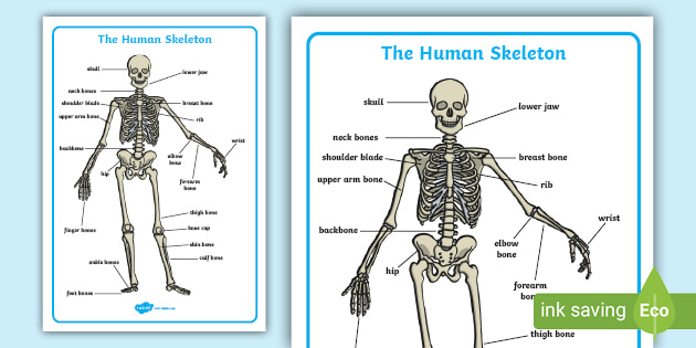 DISPLAY CHILDMINDER CLASS TOPIC SKELETON LAMINATED A4 OUR BODY NAMES 