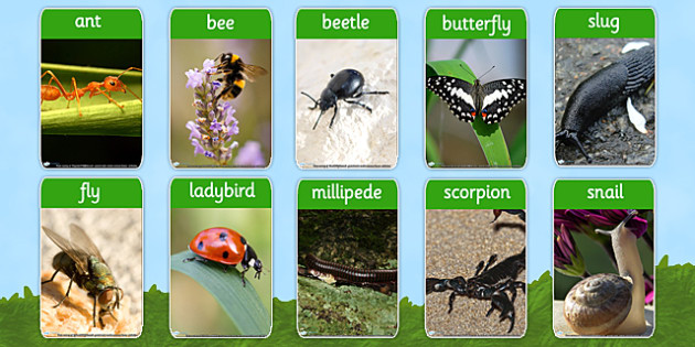 Minibeasts Photo Flash Cards - minibeast, visual aid, flashcards