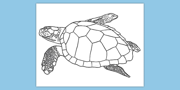 FREE Sea Turtle Coloring Page | World Oceans Day | Twinkl USA