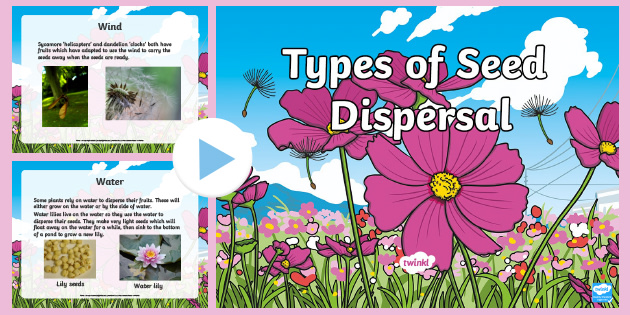 Seed Dispersal Ks2 Powerpoint Primary Resources