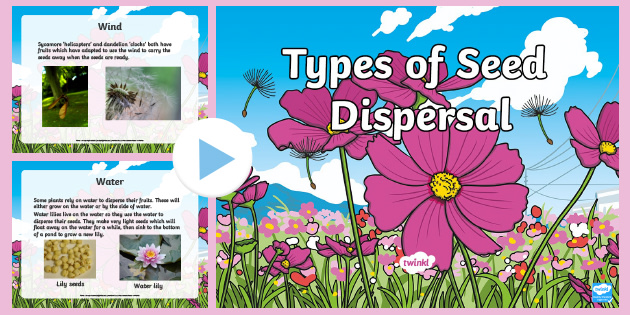 Seed Dispersal Ks2 Powerpoint Primary Resources Seed Dispersal Ks2 Powerpoint Primary Resources