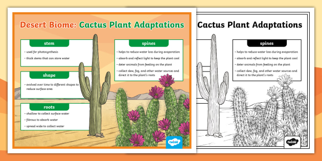 Desert Biome Cactus Plant Adaptations Poster   Desert Biome Cactus Plant Adaptations Poster Us S 268 Ver 1 