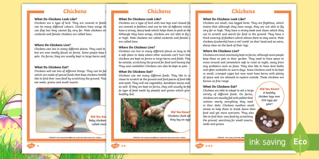 KS1 Differentiated Fact File - Amazing Facts About Chickens