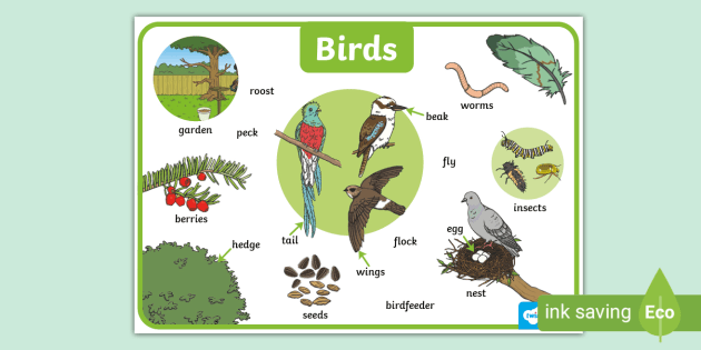 t-t-17662-bird-word-mat_ver_2.webp