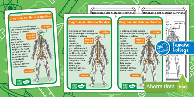Póster: Diagrama del Sistema Nervioso Twinkl