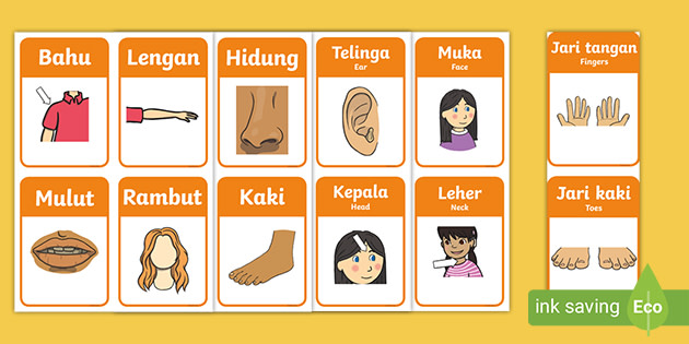 My Body Display Flashcards Indonesian (teacher made)