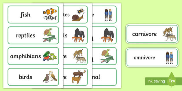 Animal Classes Word Cards - ESL Animal Vocabulary