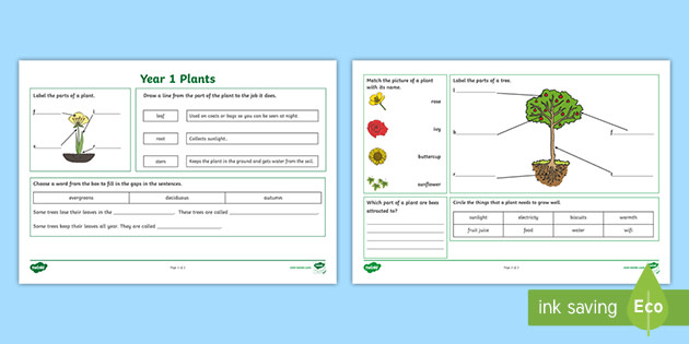 year 1 plants homework