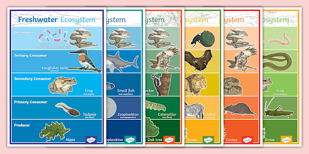 Food Chain Diagram in Different Habitats Posters Twinkl ZA