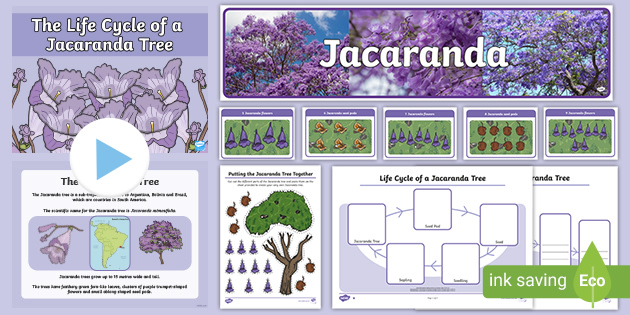 Life Cycle Of A Jacaranda Tree Resource Pack Teacher Made