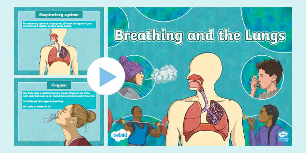 RESPIRATORY SYSTEM. RESPIRATORY SYSTEM RESPIRATORY SYSTEM. - ppt download