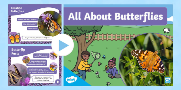 Butterflies – Butterfly Facts for Kids – Twinkl USA