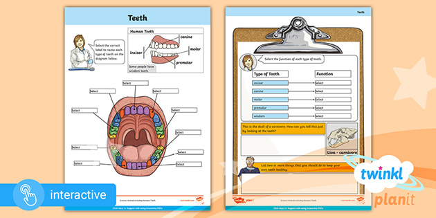 interactive pdf home learning science year 4 teeth