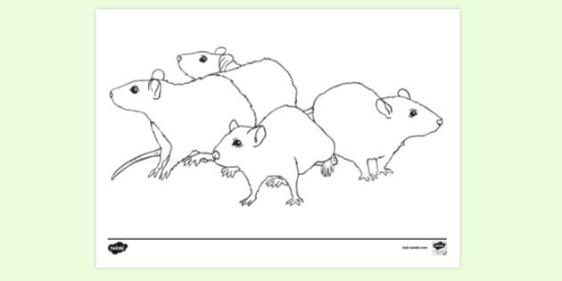 Group Of Rats Colouring Sheet | Colouring Pages