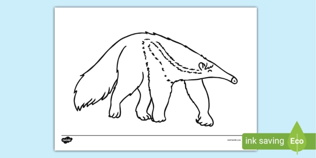 anteater coloring pages