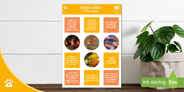 Goldfish Habitat Size And Layout photo